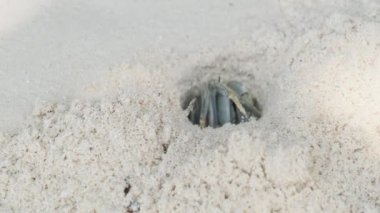 Münzevi Yengeç Kumda Delik Açar ve Tropikal Plajda Saklanır, Zanzibar