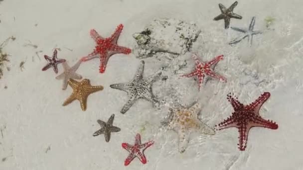 Muitas mentiras coloridas de estrelas-do-mar em Sandy Beach, no Oceano Raso, céu estrelado — Vídeo de Stock