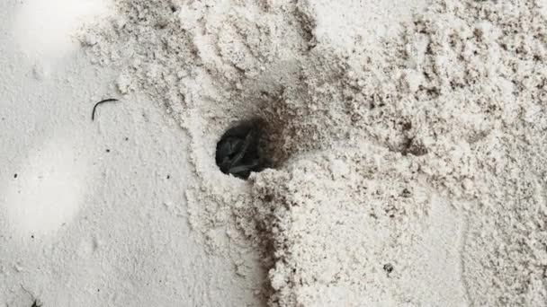 Caranguejo eremita cava um buraco na areia e se esconde em uma praia tropical, Zanzibar — Vídeo de Stock