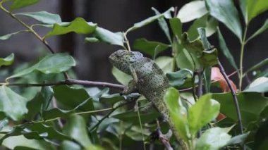 Bukalemun Yeşil Orman, Zanzibar 'da bir şubede oturuyor.