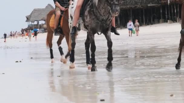 A caballo montando en una playa tropical a lo largo de la costa arenosa del océano, Zanzíbar — Vídeo de stock