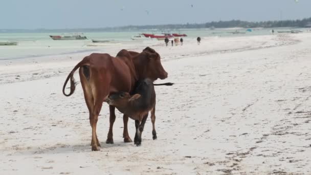 African Humpback Cow Feeds a Calf on a Tropical Sandy Beach by Ocean, Zanzibar — Stock Video