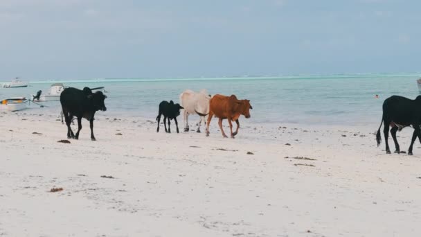Herd of African Humpback Cows Walks on Sandy Tropical Beach by Ocean, Zanzibar — Stock Video