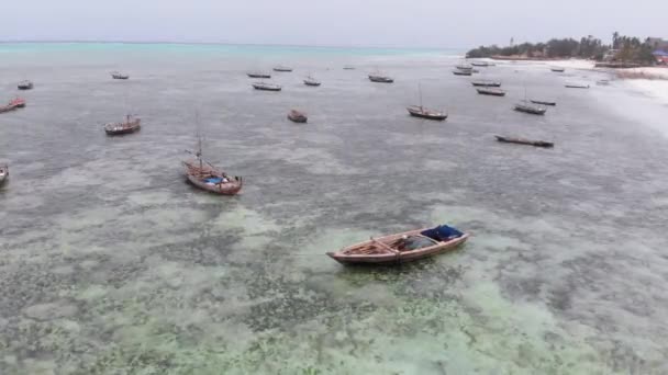 Lote barcos de pesca atrapados en la arena frente a la costa en marea baja, Zanzíbar, Vista aérea — Vídeos de Stock