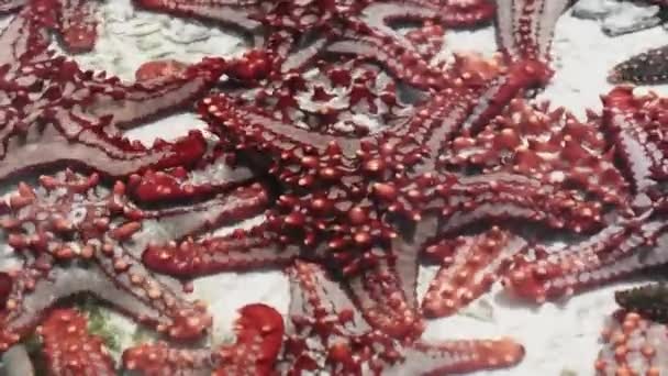 Muitas estrelas-do-mar coloridas jazem em um aquário de coral natural na costa do oceano — Vídeo de Stock