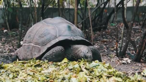 Nourrir d'énormes feuilles vertes géantes de tortue d'Aldabra dans la réserve, Zanzibar, Afrique — Video