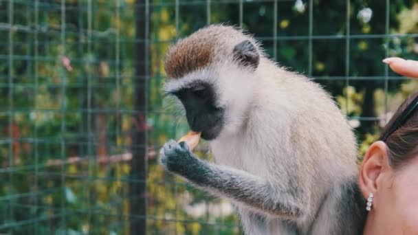 Małpa siedząca na grzbiecie kobiety Turystki w afrykańskim zoo, Zanzibar — Wideo stockowe