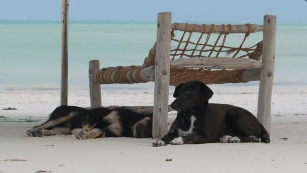 Two Stray Dogs Lie on a Sandy Beach Under Sun Loungers by the Ocean, Zanzibar — Vídeo de Stock