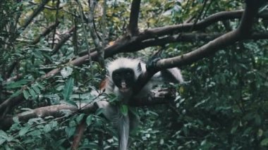 Jozani Tropikal Ormanı, Zanzibar, Afrika 'da Kırmızı Colobus Maymunu Şubede Oturuyor