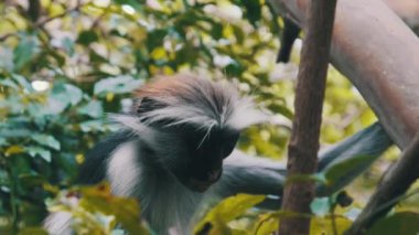 Jozani Tropikal Ormanı, Zanzibar, Afrika 'da Kırmızı Colobus Maymunu Şubede Oturuyor