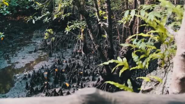 Manglares en la selva tropical, Zanzíbar, Arboles enredados Raíces en el fango del bosque pantanoso — Vídeos de Stock