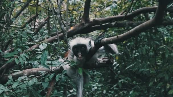 Red Colobus Monkey Sitter på kontoret i Jozani Tropical Forest, Zanzibar, Afrika — Stockvideo