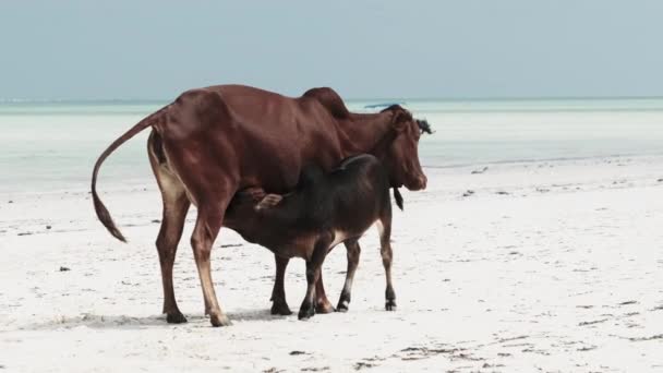 Vaca jubarte africana alimenta um bezerro em uma praia tropical de areia pelo oceano, Zanzibar — Vídeo de Stock