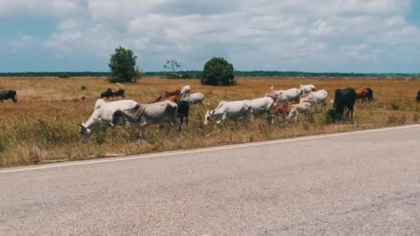 Herd of African Humpback Cows Walking at the Side of the Asphalt Road, Zanzibar — Stock Video