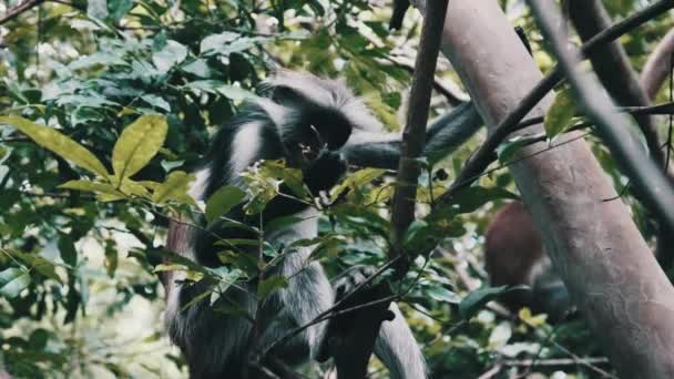 Roter Colobusaffe sitzt auf Zweig im Jozani Tropenwald, Sansibar, Afrika — Stockvideo