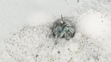 Münzevi Yengeç Kumda Delik Açar ve Tropikal Plajda Saklanır, Zanzibar