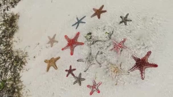 Beaucoup d'étoiles de mer colorées reposent sur la plage de sable dans l'océan peu profond, ciel étoilé — Video