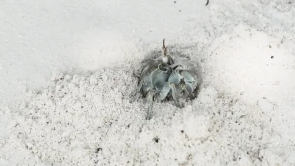El cangrejo ermitaño cava un agujero en la arena y se esconde en una playa tropical, Zanzíbar — Vídeos de Stock