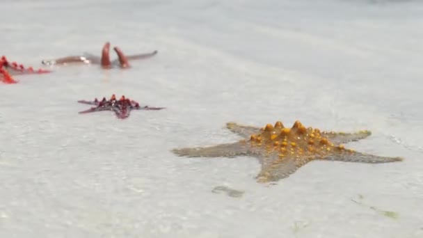 Muitas mentiras coloridas de estrelas-do-mar em Sandy Beach, no Oceano Raso, céu estrelado — Vídeo de Stock