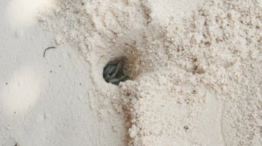 Münzevi Yengeç Kumda Delik Açar ve Tropikal Plajda Saklanır, Zanzibar