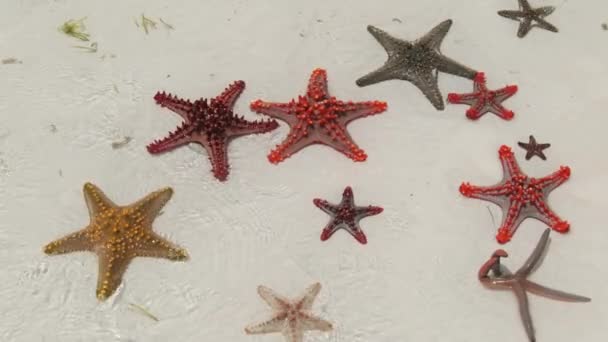 Muchas estrellas de mar coloridas se encuentran en la playa de arena en el océano Shallow, cielo estrellado — Vídeos de Stock