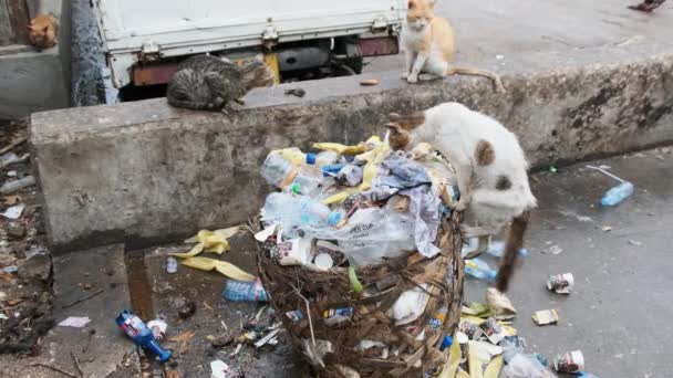 Zbłąkane koty jedzą zgniłe jedzenie z brudnego śmietnika, biedna Afryka, Stone Town Zanzibar — Wideo stockowe