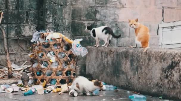 Los gatos callejeros Shabby comen comida podrida de un contenedor sucio, África pobre, Zanzíbar — Vídeo de stock