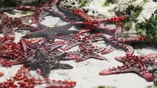 바다의 광석에 있는 천연 산호 수족관에 수많은 다채 로운 불가사리 거짓말 — 비디오