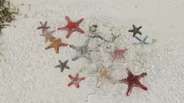 Muitas mentiras coloridas de estrelas-do-mar em Sandy Beach, no Oceano Raso, céu estrelado — Vídeo de Stock