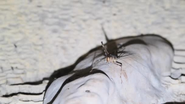 Insectos con largas antenas que viven en estalactitas en una cueva oscura profunda, Zanzíbar — Vídeo de stock