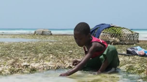 Chicos africanos en aguas poco profundas del océano juegan con peces marinos en marea baja — Vídeos de Stock