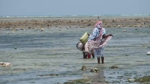 Lokala afrikanska kvinnor samla skaldjur i grunda vatten i Ocean Low Tide Zanzibar — Stockvideo