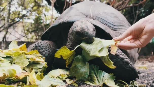 Krmení Obrovské Aldabra Giant želva zelené listy v rezervaci, Zanzibar, Afrika — Stock video