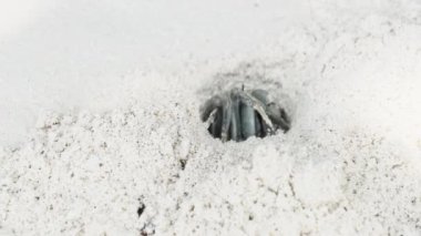 Münzevi Yengeç Kumda Delik Açar ve Tropikal Plajda Saklanır, Zanzibar