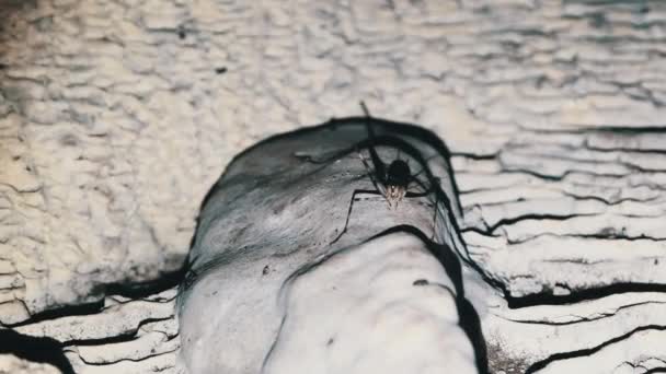 桑给巴尔的一个深暗洞穴中，长触须昆虫生活在石笋上 — 图库视频影像