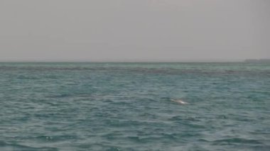 Açık Okyanustaki Yunus Sudan Atlıyor, Zanzibar, Afrika