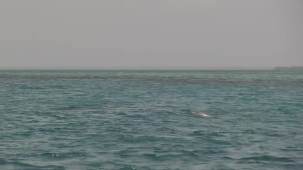 Dolphin in the Open Ocean Jumps Out of the Water, Zanzibar, Africa — Stock Video