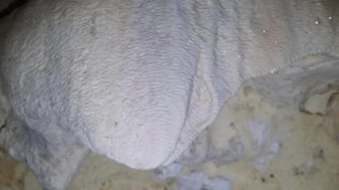 İkiz Mağara Tavanından sarkan Sarkık Kaya oluşumlarıyla Yeraltı Mağarası