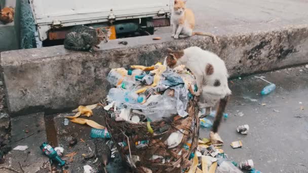 Verirrte Schabby-Katzen fressen verdorbenes Futter aus einem schmutzigen Müllcontainer im armen Afrika, Sansibar — Stockvideo