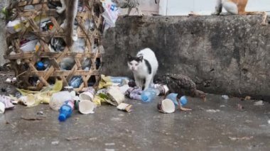 Başıboş Kediler Kirli Çöplükten Çürük Yiyecek, Fakir Afrika, Taş Şehri Zanzibar