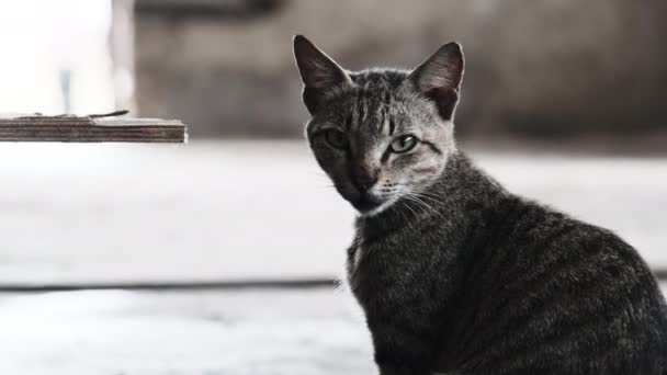 Retrato del gato callejero sentado en el piso sucio del mercado africano de pescado, Zanzíbar — Vídeos de Stock