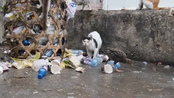 Zbłąkane koty jedzą zgniłe jedzenie z brudnego śmietnika, biedna Afryka, Stone Town Zanzibar — Wideo stockowe