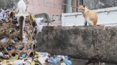 Başıboş Kediler Kirli Çöplükten Çürük Yiyecek, Fakir Afrika, Taş Şehri Zanzibar