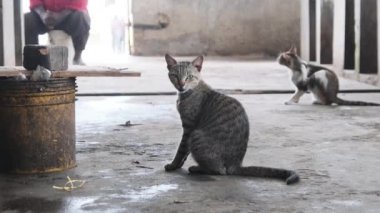 Afrika Balık Pazarı, Zanzibar 'da Kirli Yerde Oturan Sokak Kedisinin Portresi