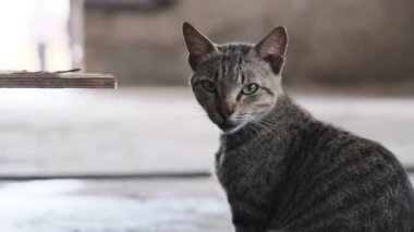 Afrika Balık Pazarı, Zanzibar 'da Kirli Yerde Oturan Sokak Kedisinin Portresi