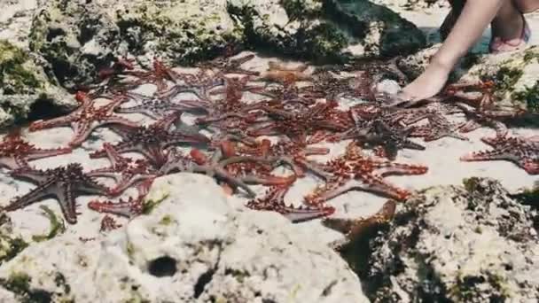 Muchas estrellas de mar coloridas yacen en un acuario de coral natural en la orilla del océano — Vídeos de Stock