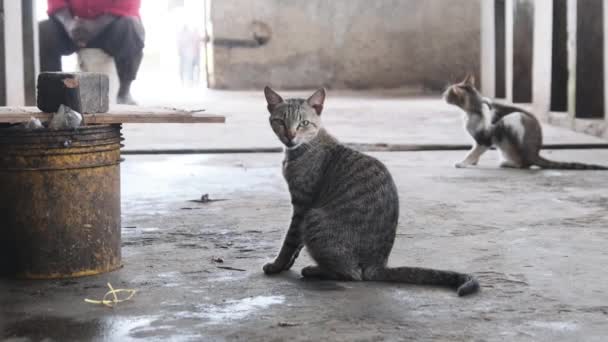 Портрет бродячего кота, сидящего на грязном полу на африканском рыбном рынке, Занзибар — стоковое видео