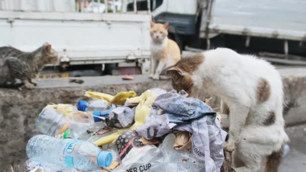 Stray Cats Eat Rotten Food from Dirty Dumpster, Poor Africa, Stone Town Zanzibar — Stock Video