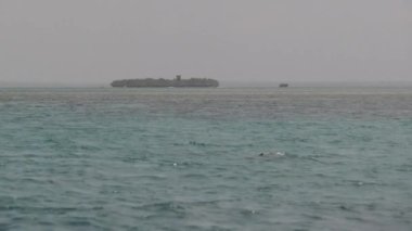 Açık Okyanustaki Yunus Sudan Atlıyor, Zanzibar, Afrika