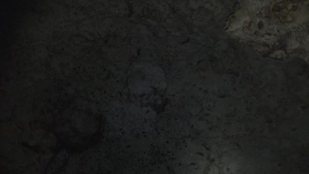 Stormo di pipistrelli sotterranei vola vicino al soffitto in profonda grotta torcia elettrica illuminata — Video Stock